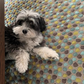 Darcy Havanese Dog on spotted rug